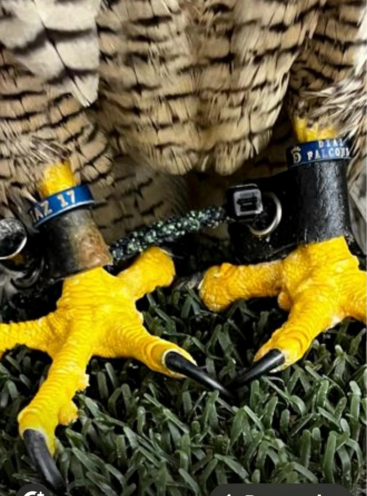 Anillas azules de identificación en las patas de un halcón