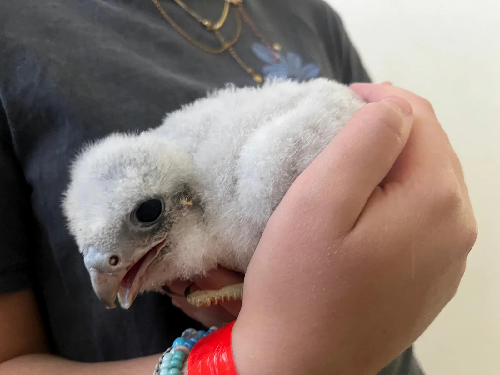 Pollo de halcón sostenido cuidadosamente entre las manos