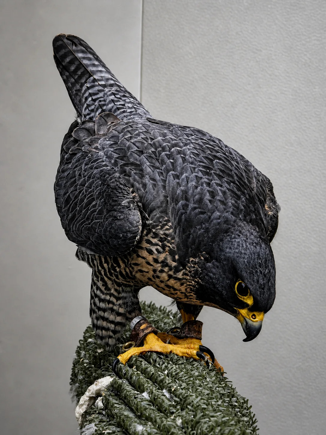Halcón peregrino inclinado sobre su posadero