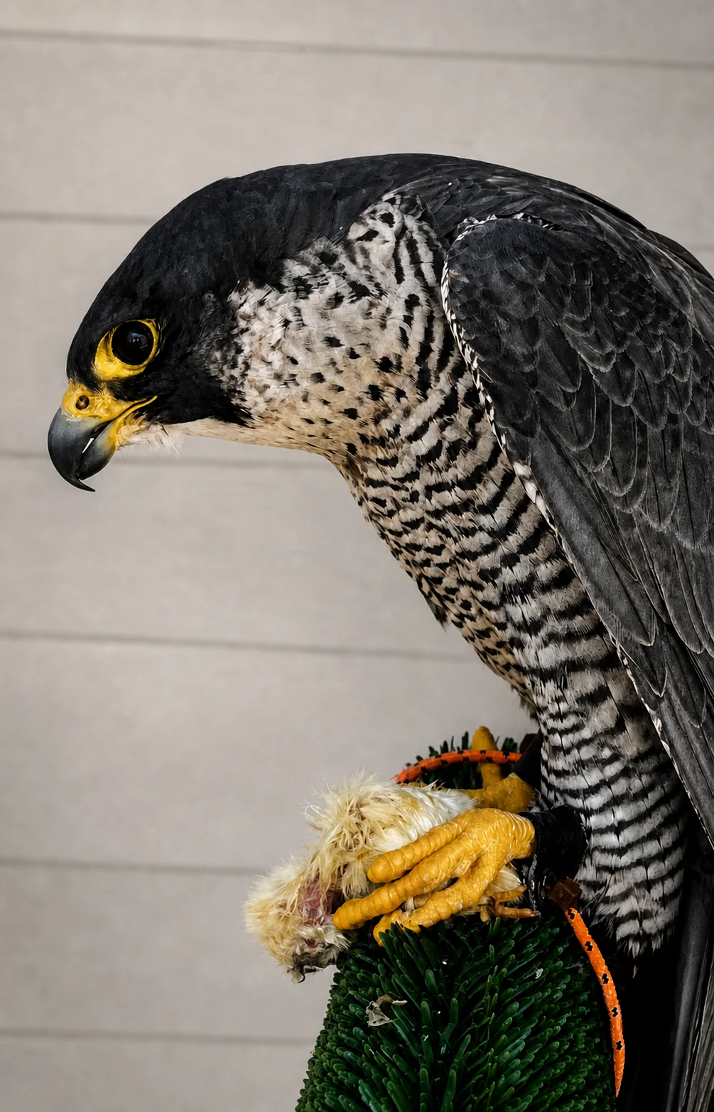 Retrato lateral de un halcón peregrino