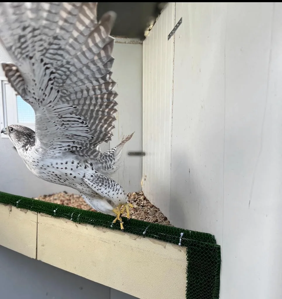 Halcón peregrino desplegando las alas dentro del criadero