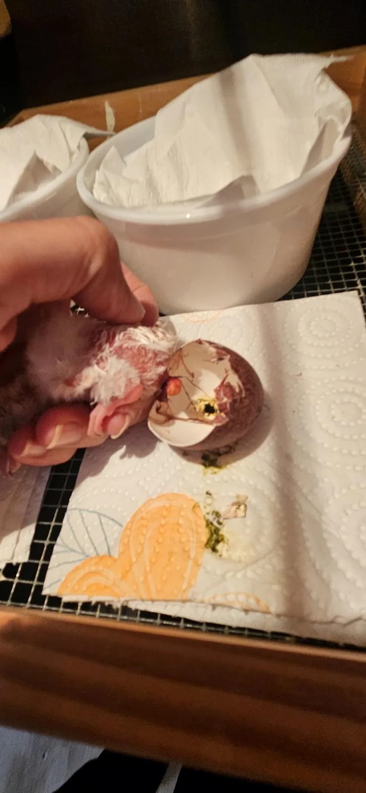Pollo de halcón durante la eclosión