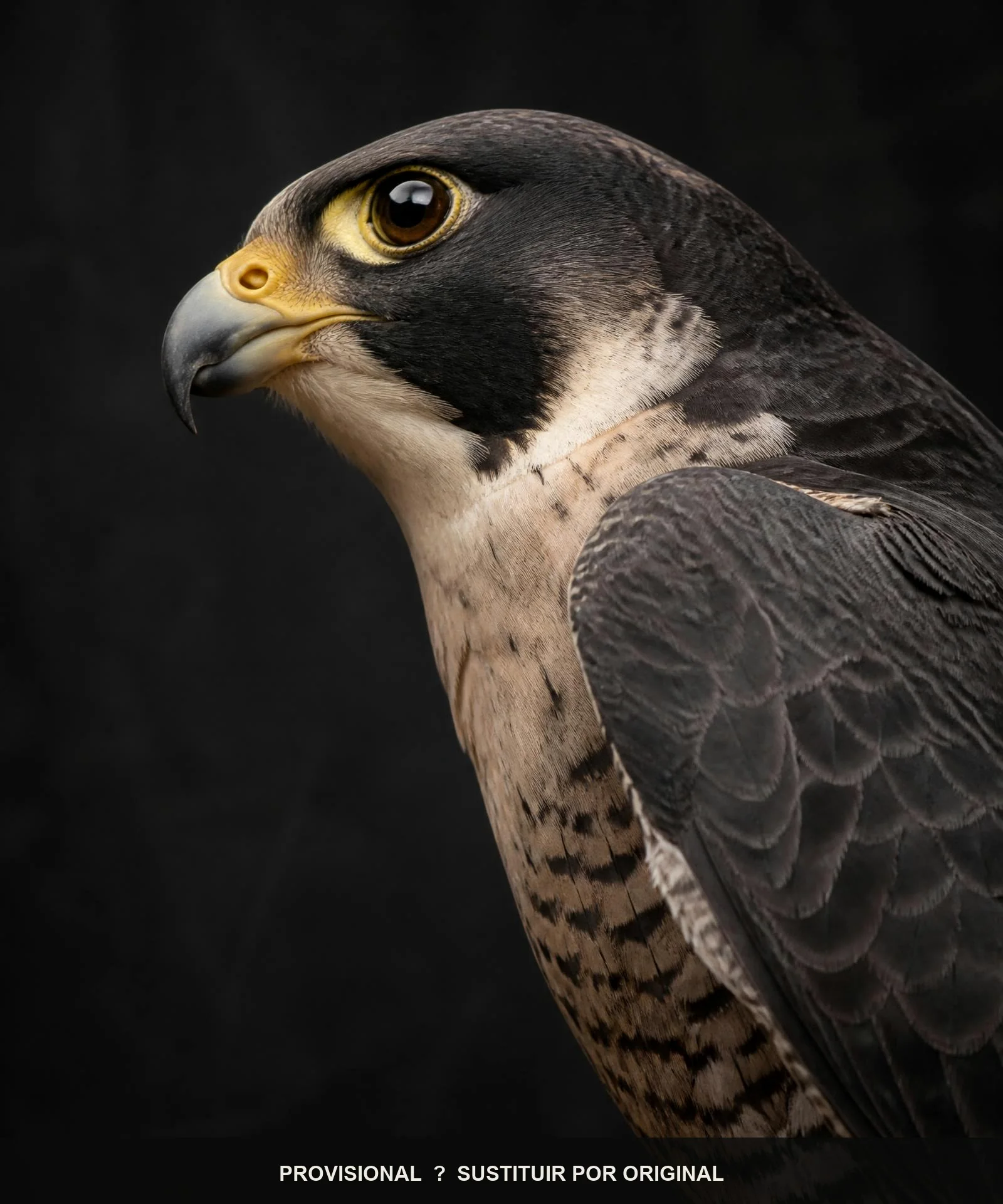 Halcón peregrino adulto de perfil