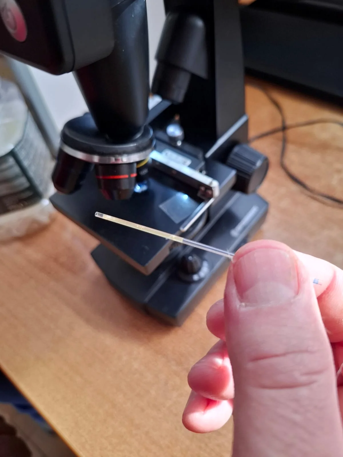 Muestra observada con un microscopio durante el proceso de cría